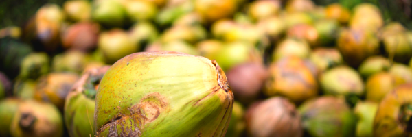 COCONUT BOWLS | COCO CHARITY ANNOUNCEMENT