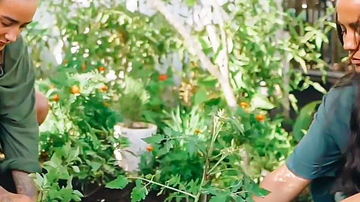 How to Grow Your Own Herb Garden