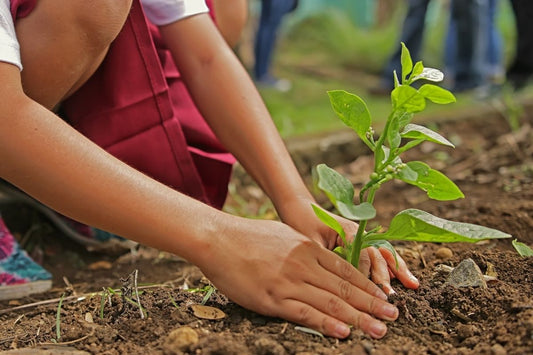 2,200 trees planted thanks to you!