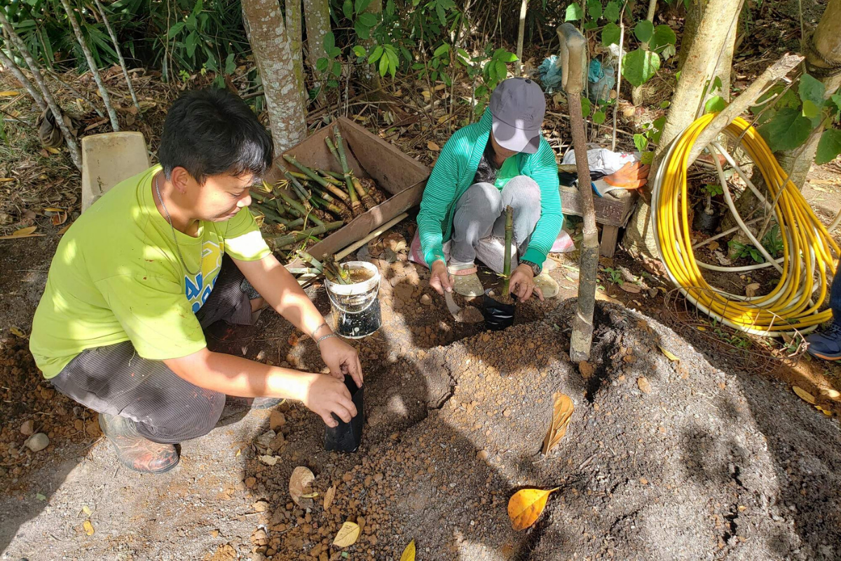 One Tree Planted