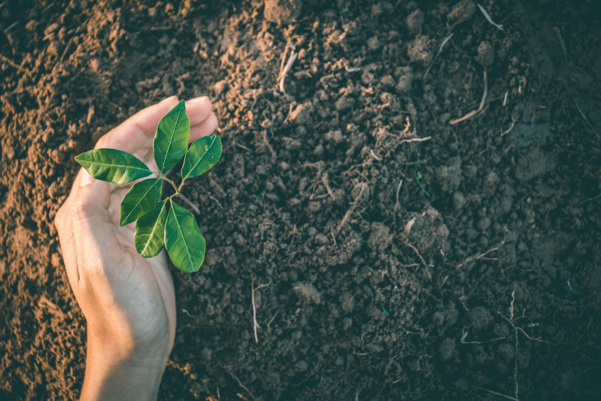 One Tree Planted