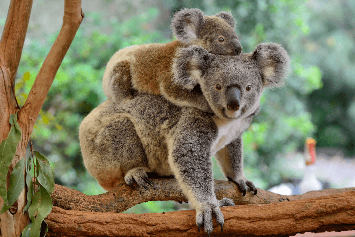 WIRES Wildlife Rescue