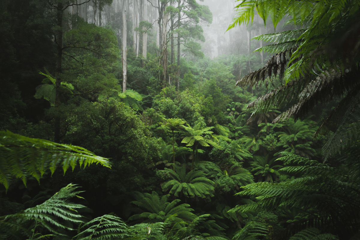 Rainforest Alliance