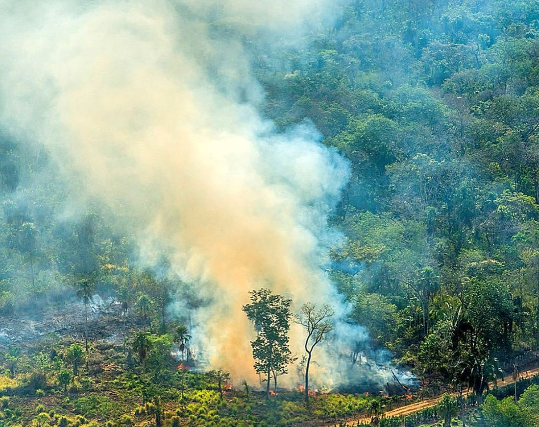 Rainforest Alliance Supports Brazilian Frontliners Fighting Amazon Fires